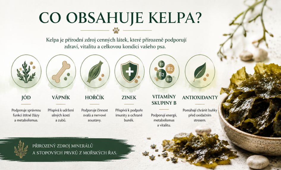 Co je kelpa